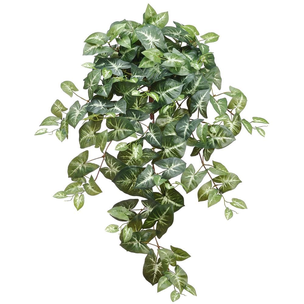 30&quot; Puff Nephthytis Hanging Bush x9 With 156 Leaves Green