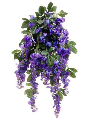31&quot; Wisteria Bush x25  Purple