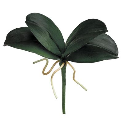 8&quot; Mini Phalaenopsis Orchid Leaf Plant Green