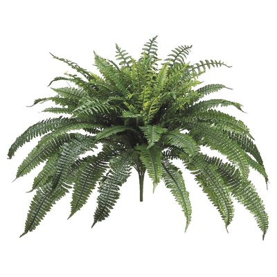 32&quot; New Boston Fern Bush x90