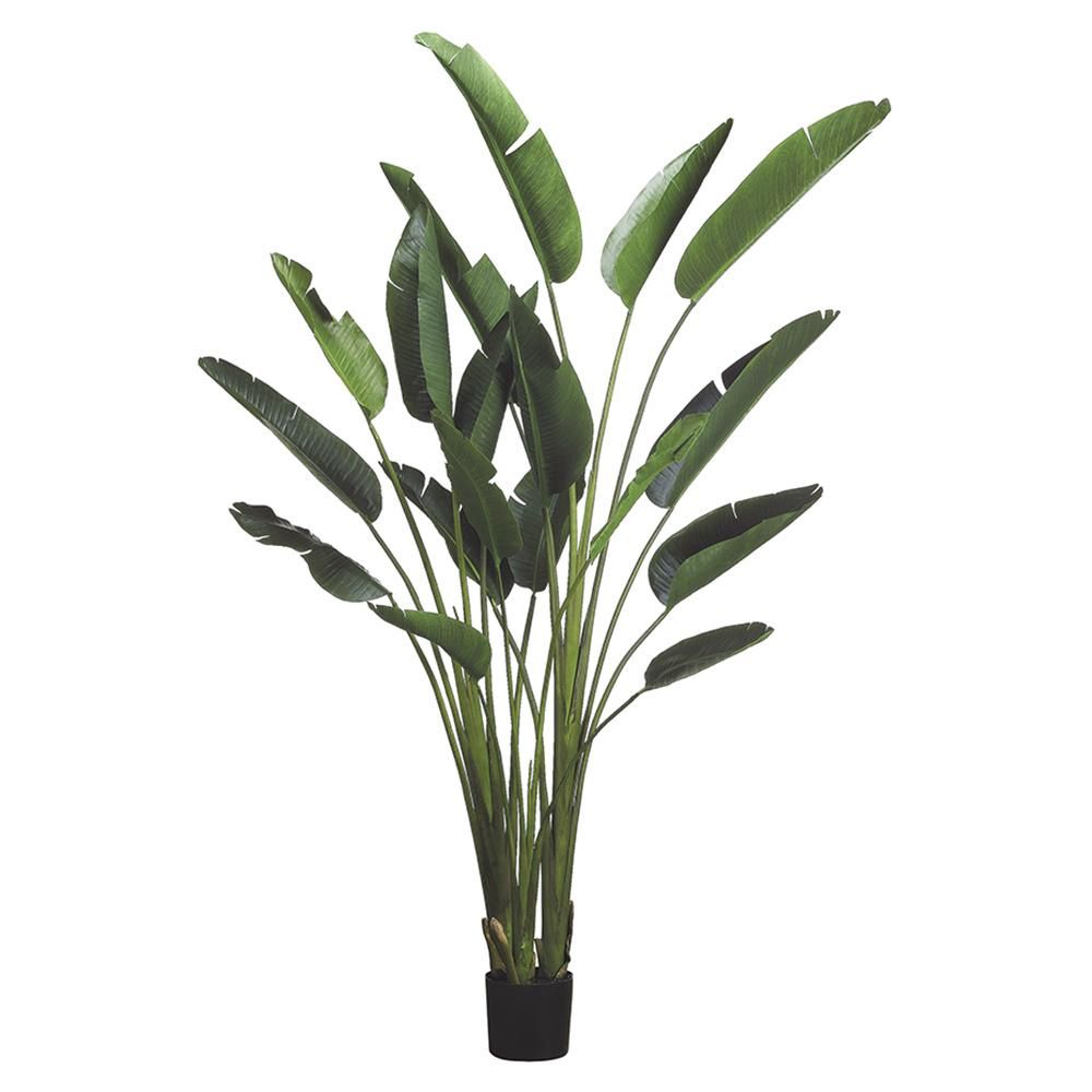 93&quot; Travelers Palm