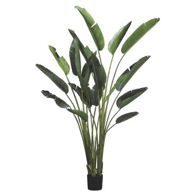 93&quot; Travelers Palm