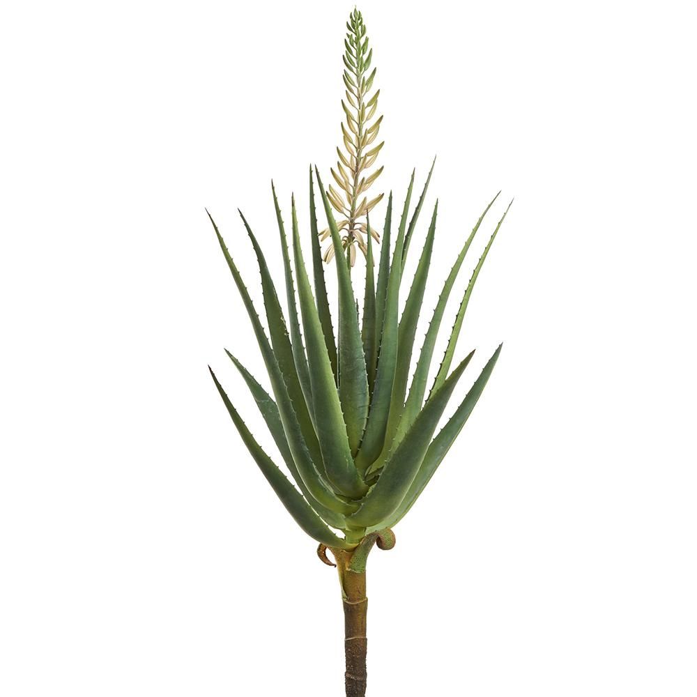 44.75&quot; Blooming Agave Plant  White Green