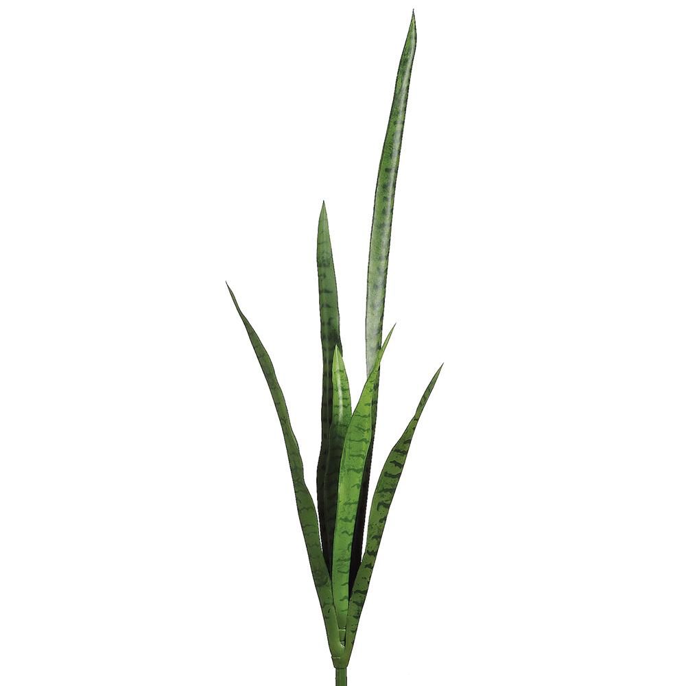 41&quot; Mother-In-Law&#39;s Tongue x6  Green