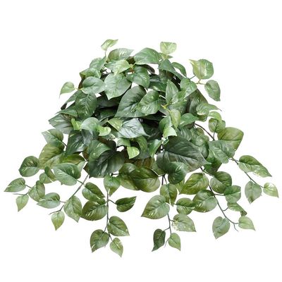 21&quot; Pothos Hanging Bush x12 w/153 Lvs Green