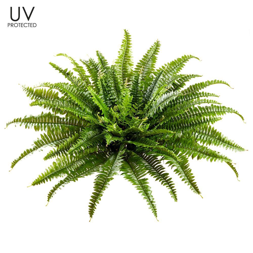 26&quot; UV Protected Boston Fern Bush x67 Green