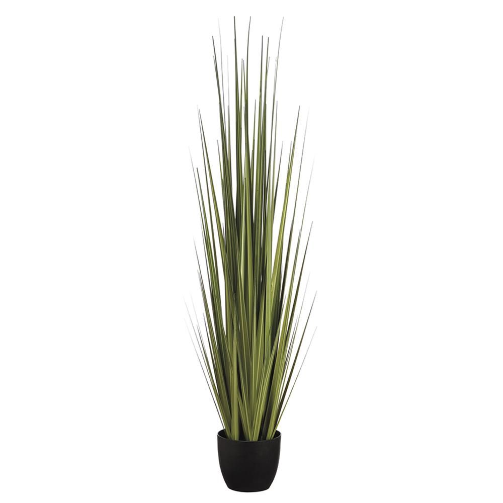 60&quot; Reed Grass in Pot  Green