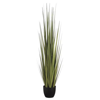 60&quot; Reed Grass in Pot  Green