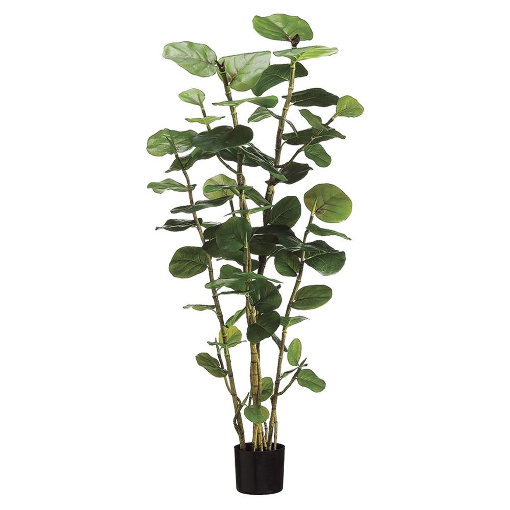 5&#39; EVA Sea Grape Plant with 67 Leaves in Black Plastic Pot Green