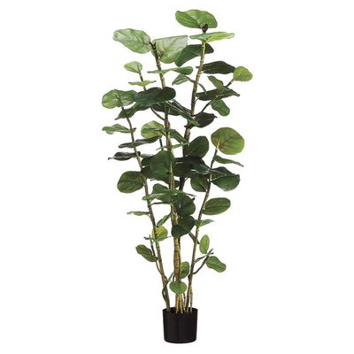 5&#39; EVA Sea Grape Plant with 67 Leaves in Black Plastic Pot Green