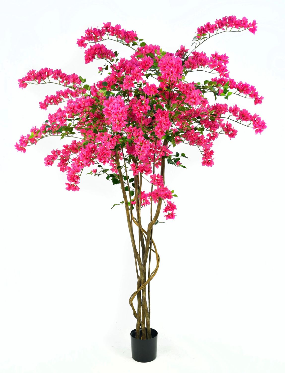 6&#39; Bougainvillea Tree in Fuchsia