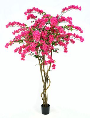6&#39; Bougainvillea Tree in Fuchsia