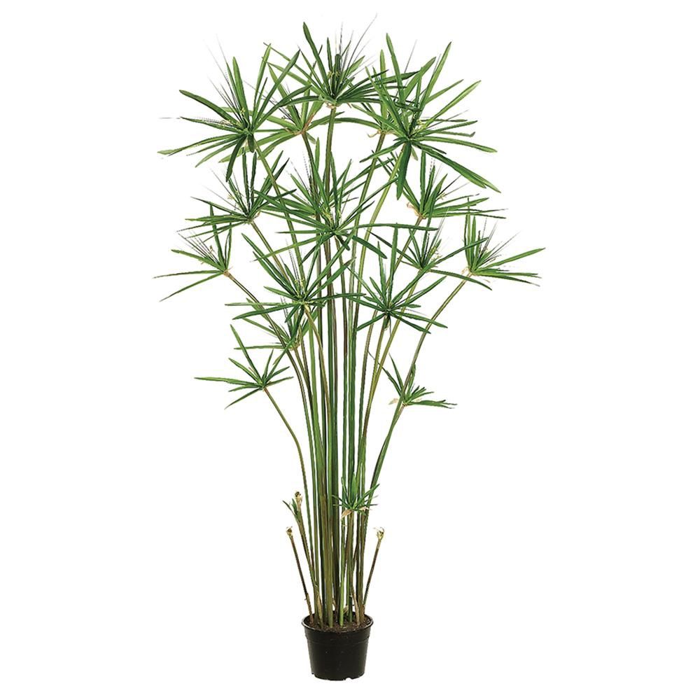 5&#39; Cypress Grass Tree in Plastic Pot Green