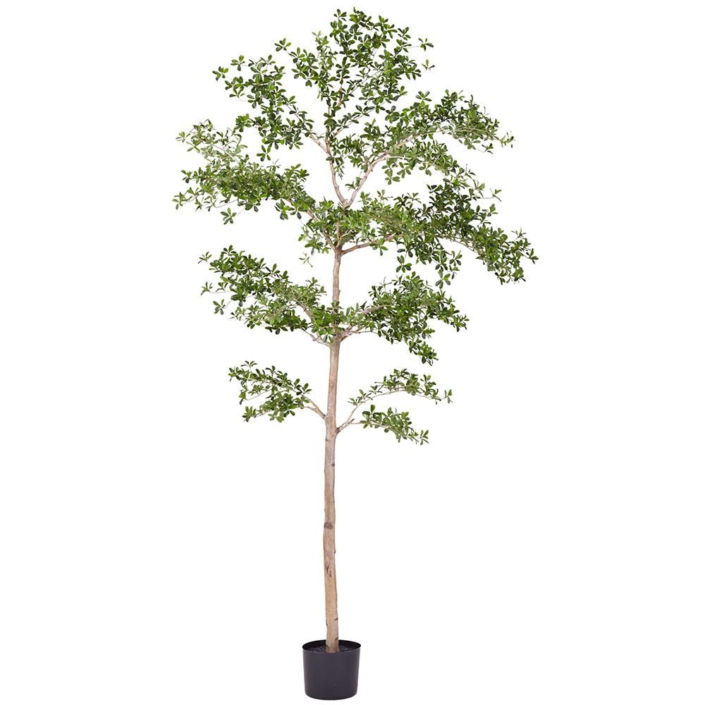 9&#39; Shady Lady Tree