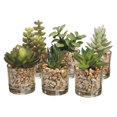 3-4&quot; Succ in Glass Vase Asst Green