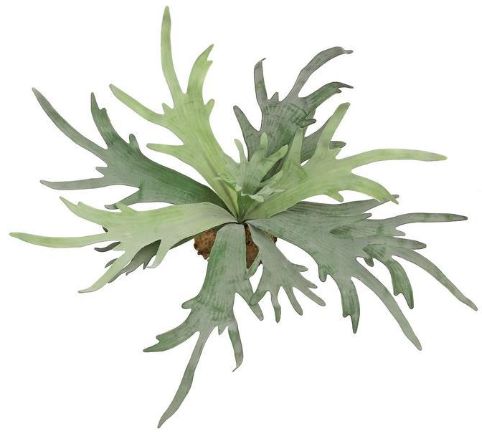 12&quot; Staghorn (White)