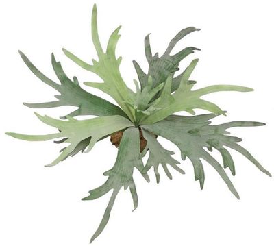 12&quot; Staghorn (White)