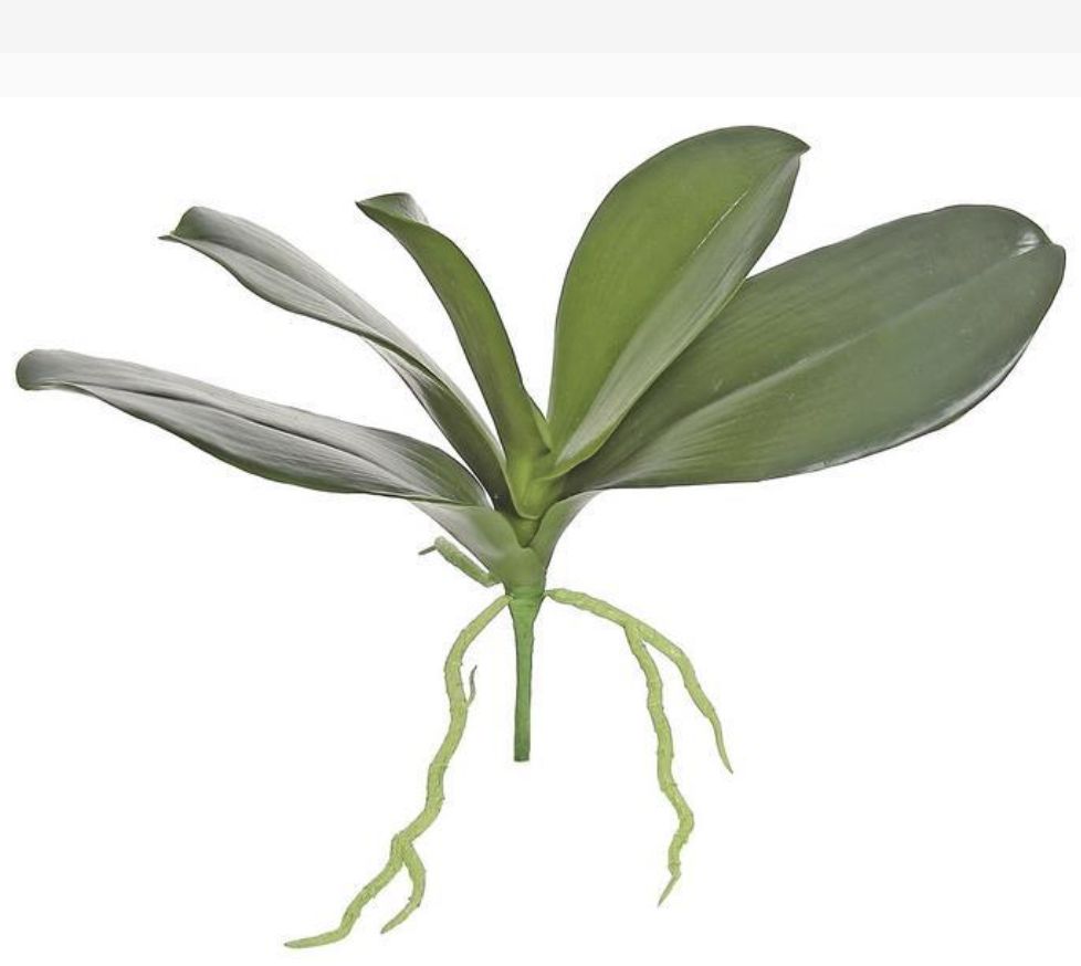 Orchid Foliage (Large)