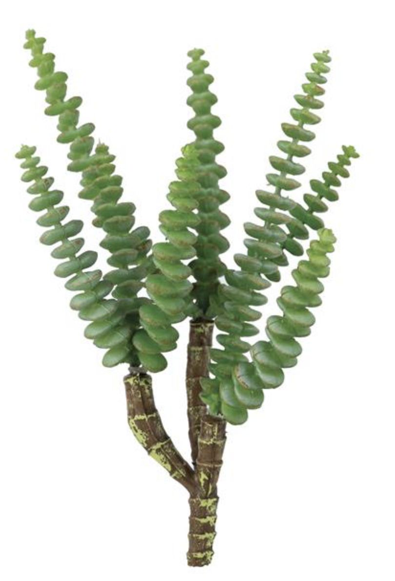 STRING OF BUTTONS CRASSULA PICK, 11.5&quot;, GREEN