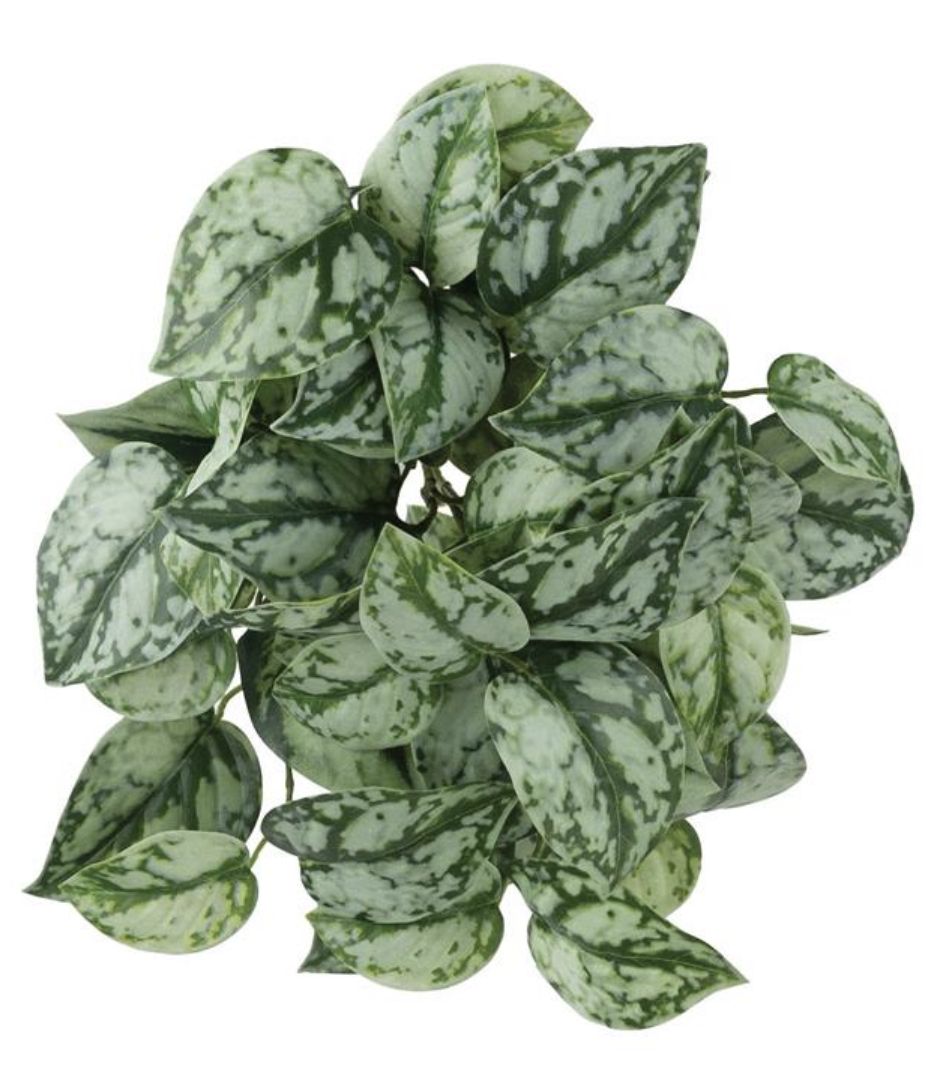 SATIN POTHOS BUSH, 10&quot;, GREEN