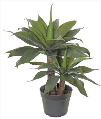 28&quot; AGAVE PLANT X2, POTTED