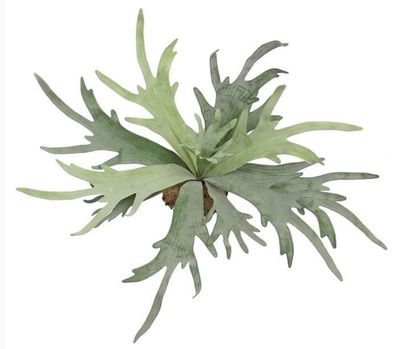 20&quot; STAGHORN FERN, FROND