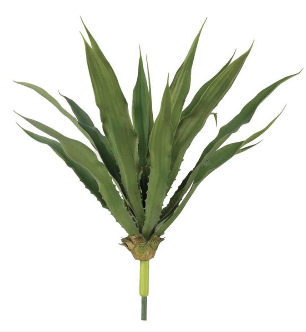 SMALL CENTURY PLANT, 24&quot;, GREEN/CREAM