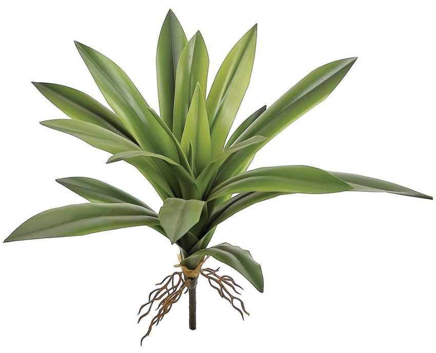 YUCCA PLANT 19.5&quot;, GREEN