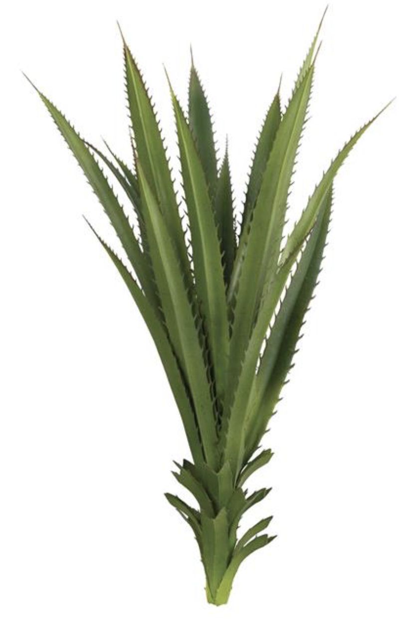 PINEAPPLE PLANT, 23&quot;, GREEN