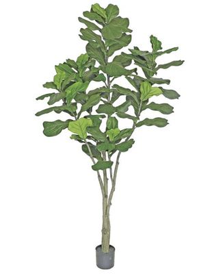 7&#39; FIDDLE LEAF FIG PLANT IN POT