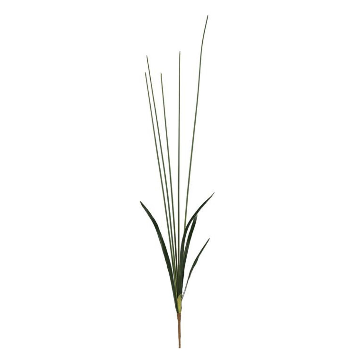 CHUFA BUSH, 47&quot;, GREEN