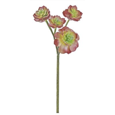 Echeveria Stem X3 18&quot;