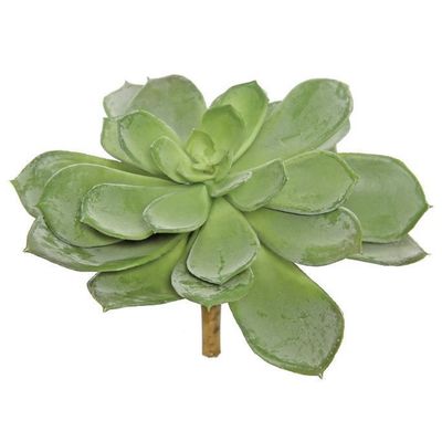 ECHEVERIA 9&quot;; 8&quot; ROSETTE