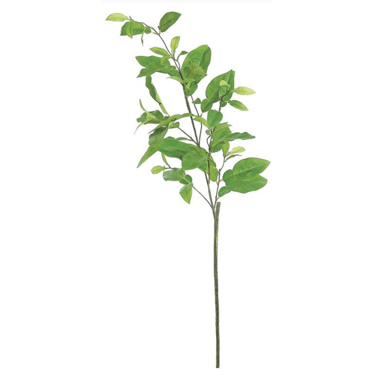 Grapefruit Leaf