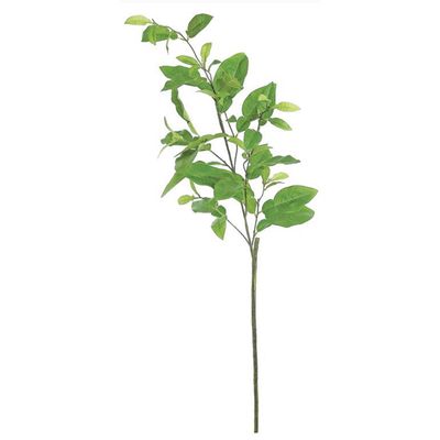 Grapefruit Leaf