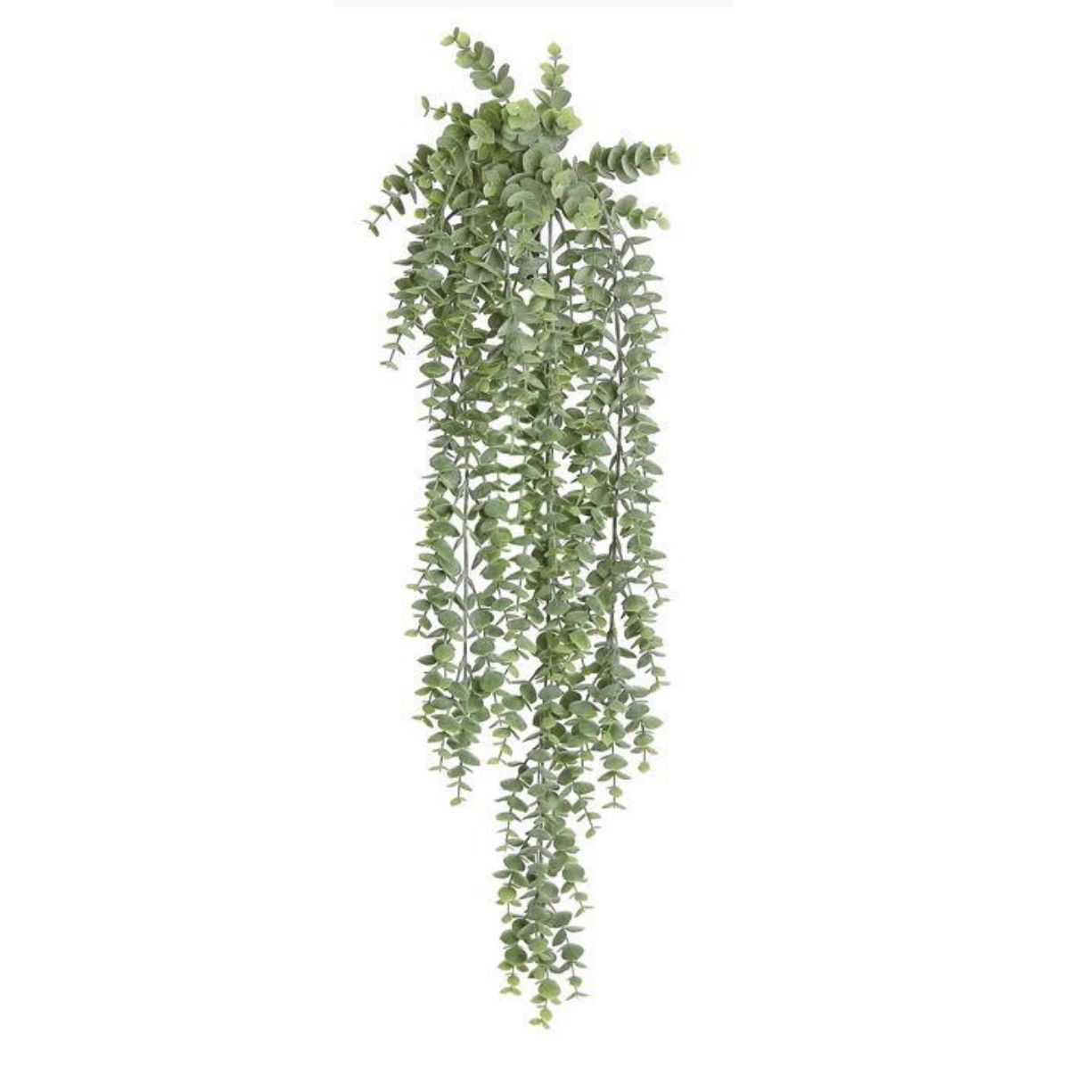 Hanging Eucalyptus Sage