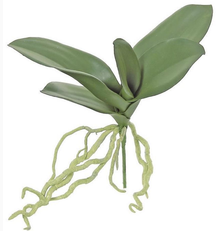 10&quot; Phalaenopsis Foliage S
