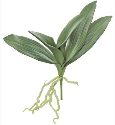 13.5&quot; Phalaenopsis Foliage M