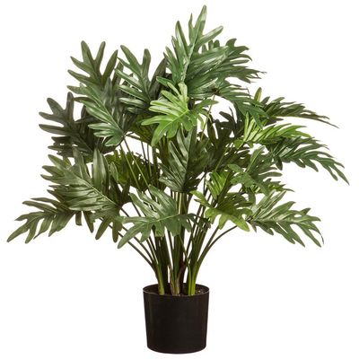 Plants