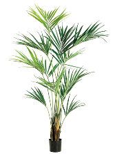 93" Kentia Palm Tree x2