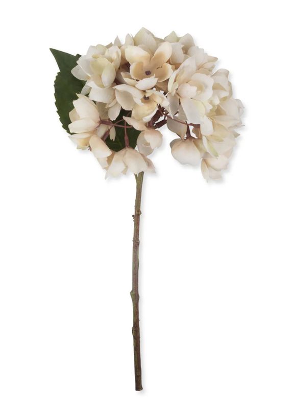 Hydrangea Morning Mist Stem