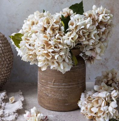 Hydrangea Morning Mist Stem