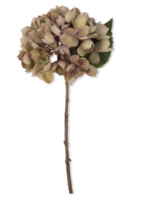 Hydrangea Dusk Stem