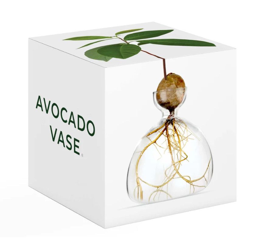 Avocado Vase Clear