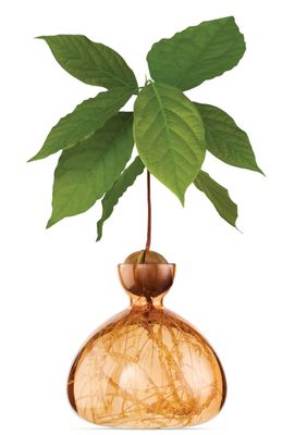 Avocado Vase Sweet Apricot