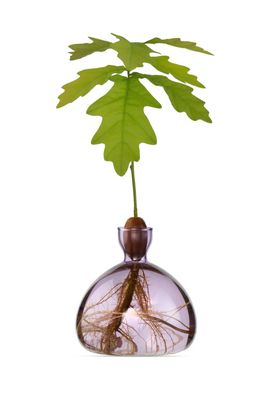 Acorn Vase Spring Lilac