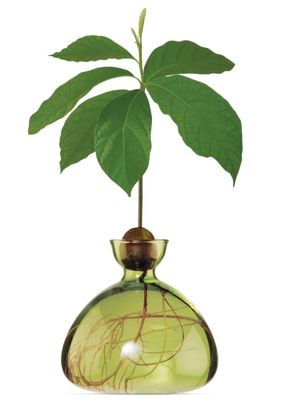 Avocado Vase Grass Green