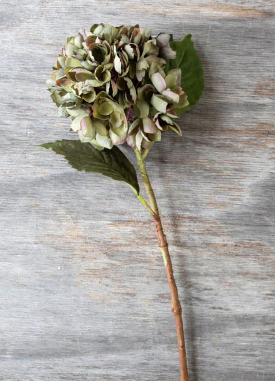 Hydrangea Chloris