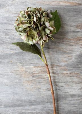 Hydrangea Chloris
