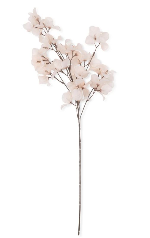 Bougainvillea Blush Stem